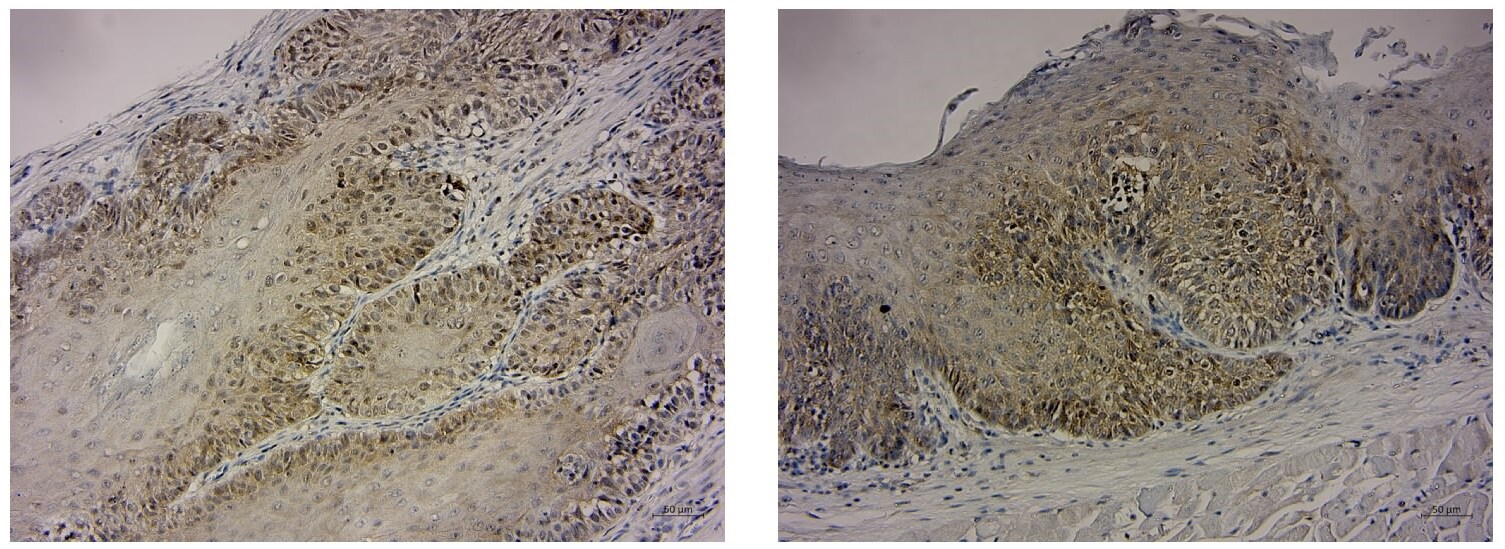 RCC2 Antibody NB110-40619